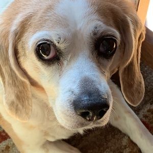 Meet your Posher, Peggy